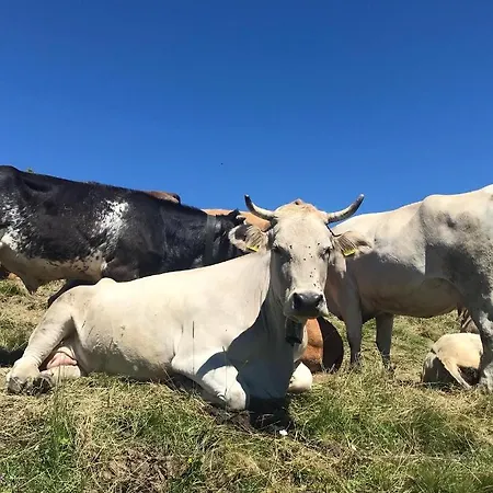 Apartment Morgentau Am Rande Der Wildnis Sibratsgfall
