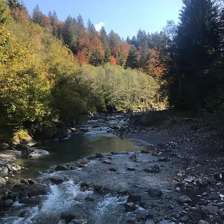 Morgentau Am Rande Der Wildnis Sibratsgfäll